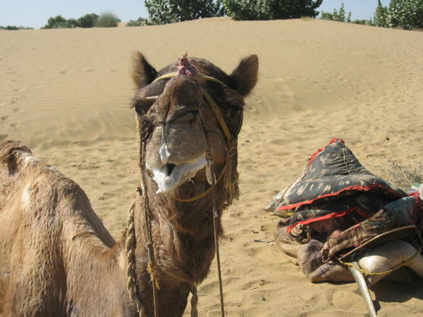 Bulldozer, our resident horny camel