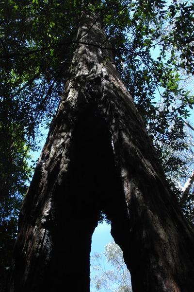 A tree in the rainforest