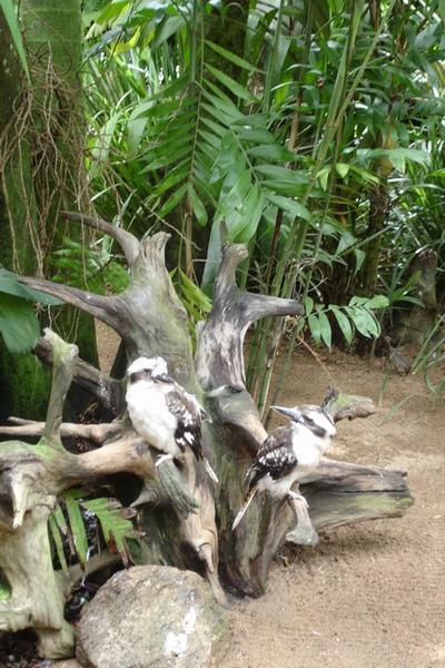 Kookaburros