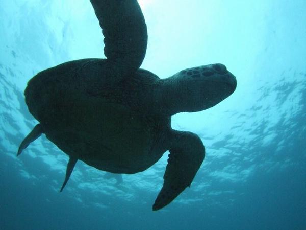 TURTLE FLYBY