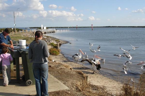Tooradin - Feeding the Pelicans
