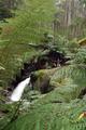 Noojee Forest - Amphitheatre Falls