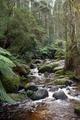 Noojee Forest - Toorongo River