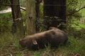 Noojee Forest - Sunbathing Wombat!