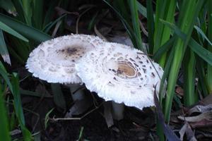 Another Mushroom from Central Park Huntington Beach