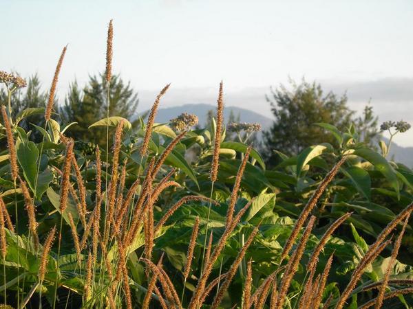 Native grasses, Bellingen