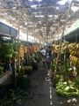 Banana market