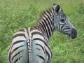 Zebra Facial Pattern