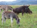 Wildebeast and Zebra