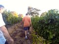 In the Vineyards