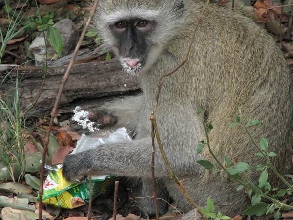 Monkey devouring our food