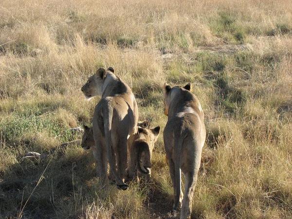 Lioness with  cubs