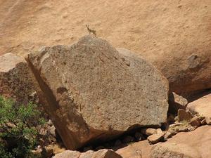 Antelope on a rock