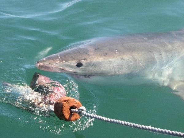 It swims patiently in circles around the boat. It hits the cage with its tale every so often..   and the cage shakes!!
