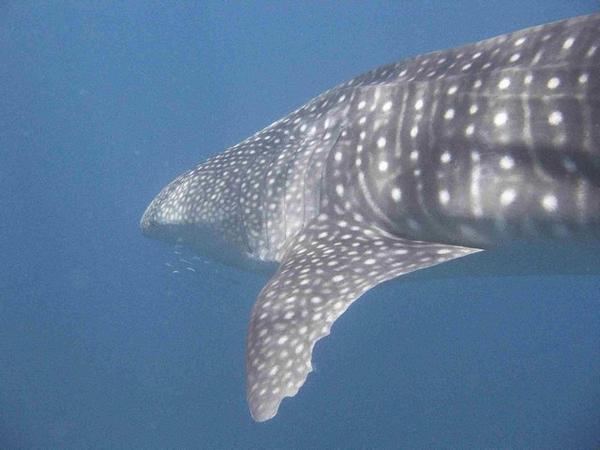 Swimming with Whale Sharks.  Small fish gather around the shark for safety.