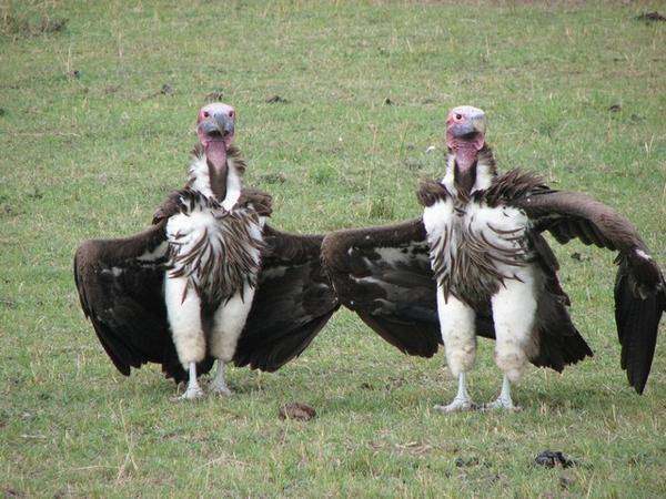 Vultures/Buitres