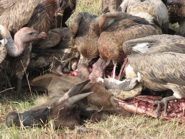 Vultures/Buitres