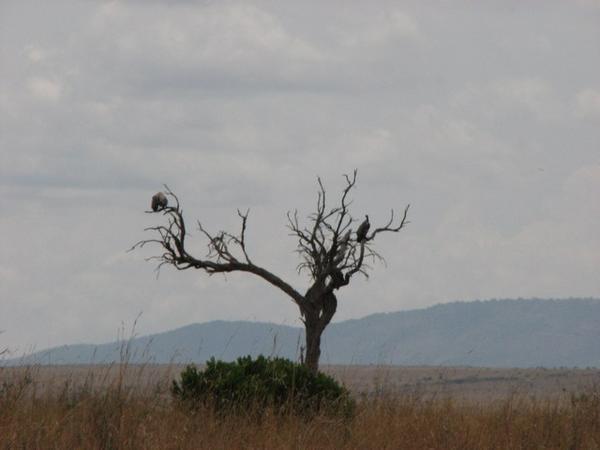 Birds on Acacia/Pajaros en un Acacia