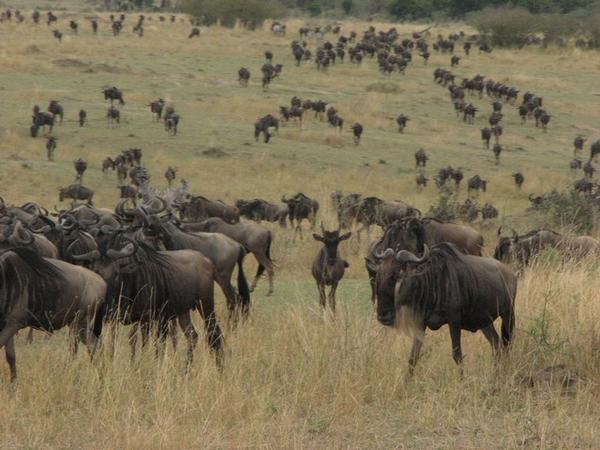 Wildebeest migrating from Tanzania
