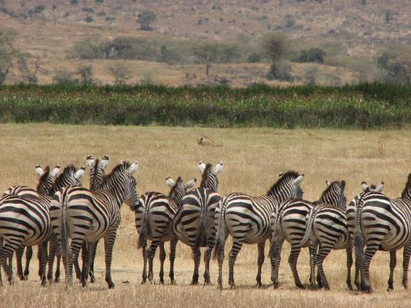 Zebras watching a Lion