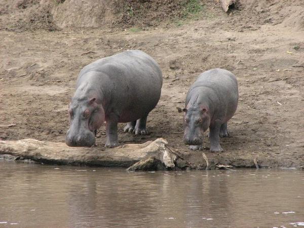 Hippo/ Hipopotamos