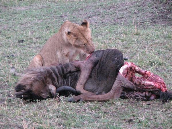 Lion eating a wildebeest as breakfast