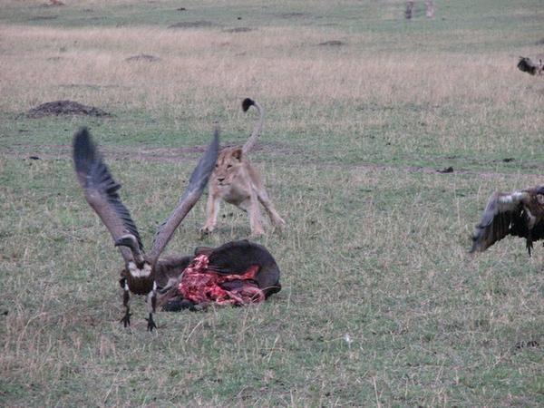 Lion chasing vultures away/Leon correteando buitres