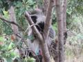 Male Vervet Monkey/ Mono Vervet macho