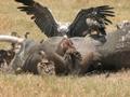 Vultures eating Elephant / Buitres comiendo Elefante