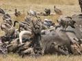 Vultures eating Elephant / Buitres comiendo Elefante