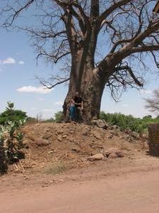 Baoba tree