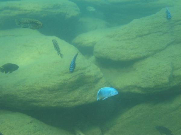 Fish in Lake Malawi