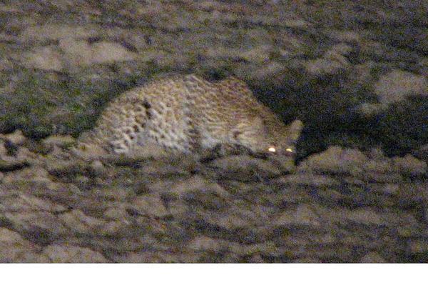 Leopard at a waterhole