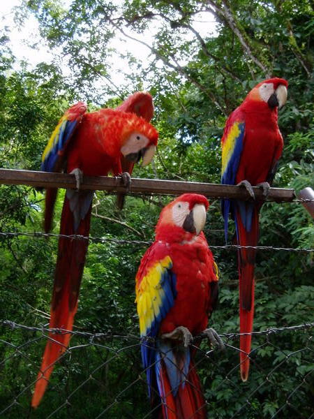 Macaws guarding the gates to Copan Ruins