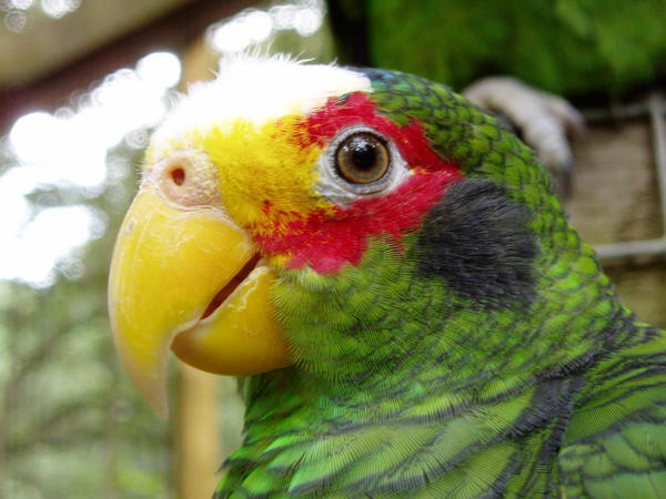 Friendly Parrot