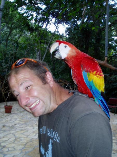 Scarlet Macaw getting friendly