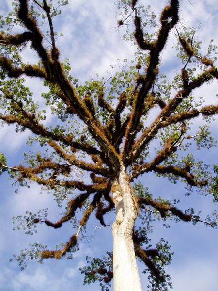 Cool Tree in Tikal