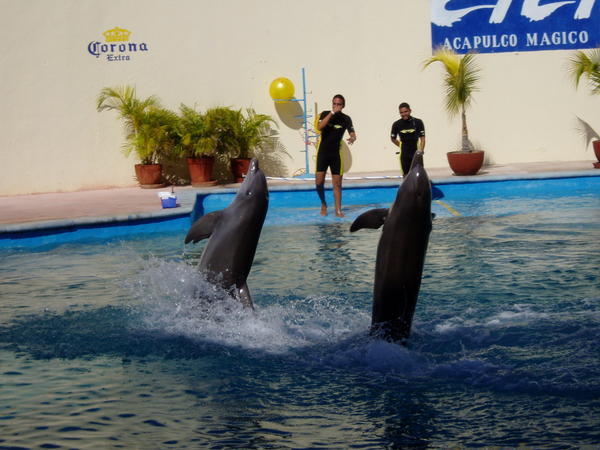 Dolphin Show at Cici