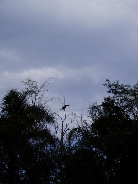 Tucan in the distance