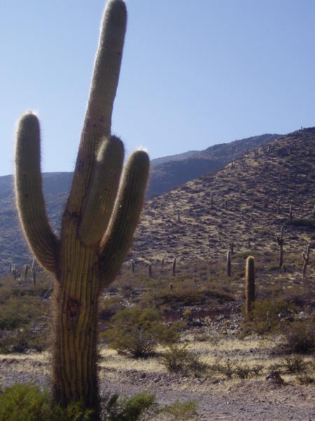 Cachi Cactuses
