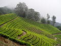 Tea Plantations - Munnar