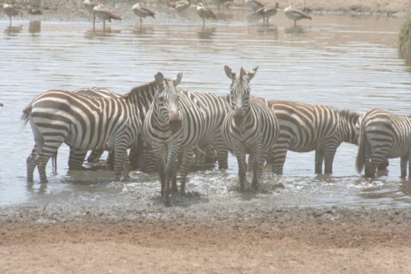 Thirsty Zebra's
