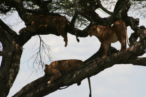 Lion's Tree Climbing