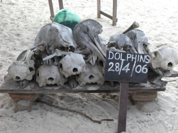 Dolphins Skulls