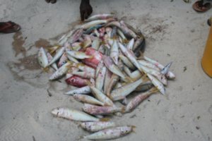 Assorted Fish