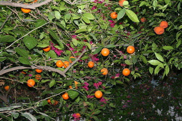 Orange Trees in the Riad