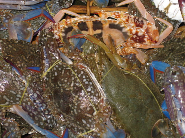 Kep Crab