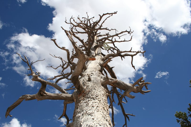 Bryce Canyon - Petrified Tree