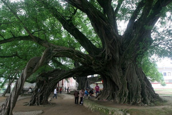 Rongjin Banyan trees