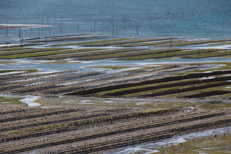 oyster cultivating sector